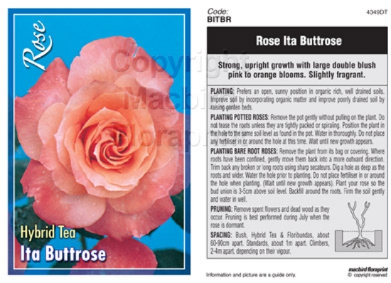 Picture of ROSE ITA BUTTROSE (HT)                                                                                                                                