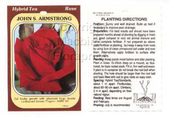 Picture of ROSE JOHN S ARMSTRONG (HT)                                                                                                                            