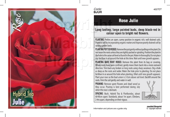 Picture of ROSE JULIE (HT)                                                                                                                                       