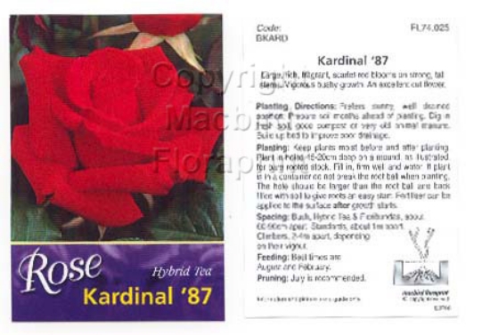 Picture of ROSE KARDINAL 87 (HT)                                                                                                                                 