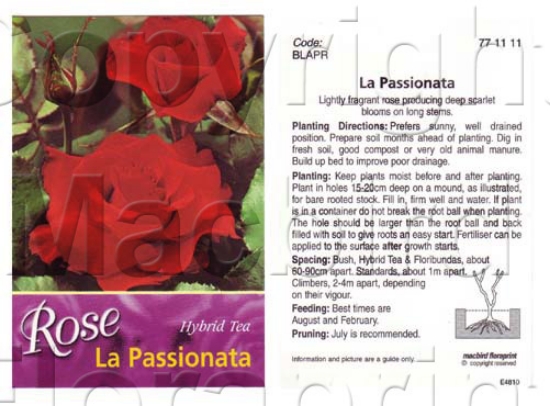 Picture of ROSE LA PASSIONATA (HT)                                                                                                                               