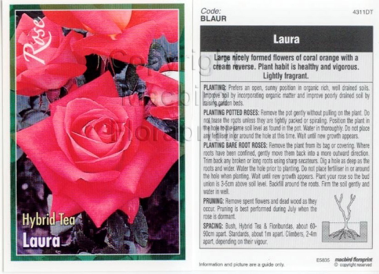 Picture of ROSE LAURA (HT)                                                                                                                                       