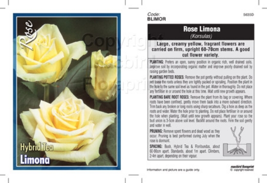 Picture of ROSE LIMONA (HT)                                                                                                                                      