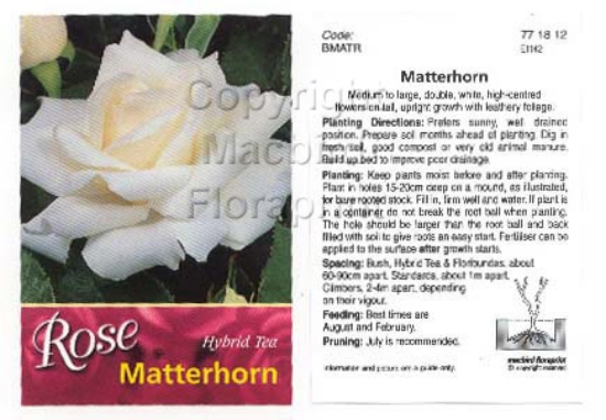 Picture of ROSE MATTERHORN (HT)                                                                                                                                  