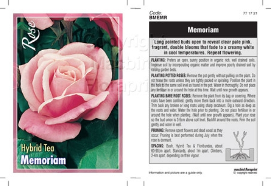 Picture of ROSE MEMORIAM (HT)                                                                                                                                    