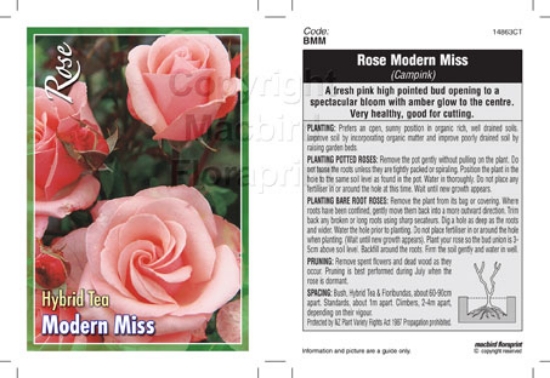 Picture of ROSE MODERN MISS (HT)                                                                                                                                 