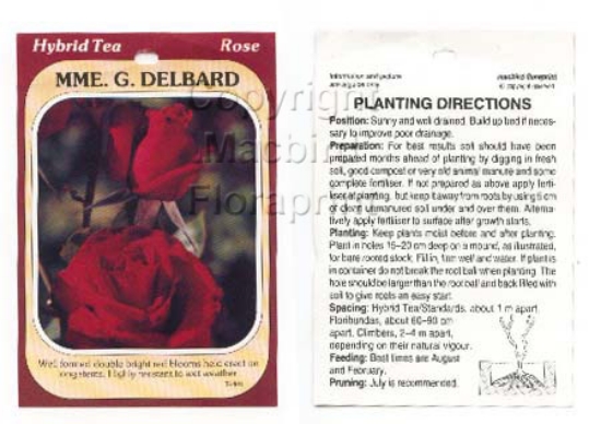 Picture of ROSE MME G DELBARD (HT)                                                                                                                               