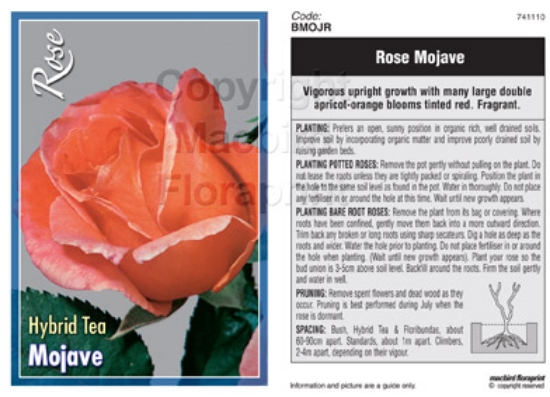 Picture of ROSE MOJAVE (HT)                                                                                                                                      