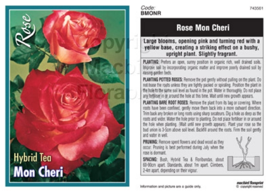 Picture of ROSE MON CHERI (HT)                                                                                                                                   