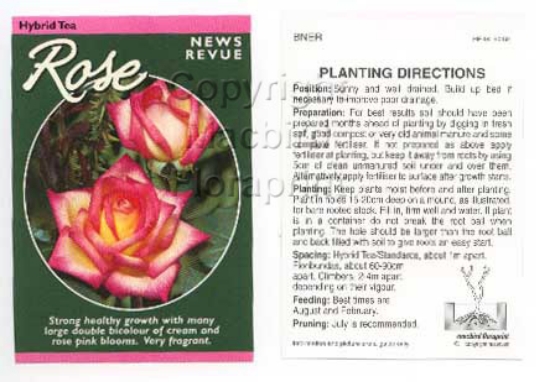 Picture of ROSE NEWS REVUE (HT)                                                                                                                                  