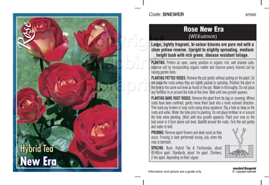 Picture of ROSE NEW ERA (HT)                                                                                                                                     