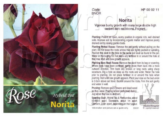 Picture of ROSE NORITA (HT)                                                                                                                                      