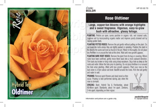 Picture of ROSE OLDTIMER (HT)                                                                                                                                    