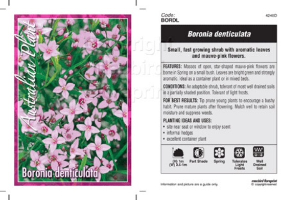 Picture of BORONIA DENTICULATA                                                                                                                                   