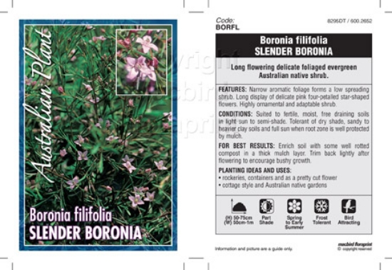 Picture of BORONIA FILIFOLIA                                                                                                                                     