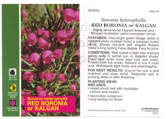 Picture of BORONIA HETEROPHYLLA RED BORONIA OR KALGAN                                                                                                            