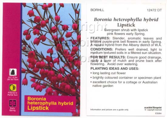 Picture of BORONIA HETEROPHYLLA LIPSTICK                                                                                                                         