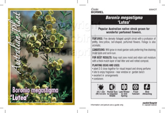 Picture of BORONIA MEGASTIGMA LUTEA                                                                                                                              
