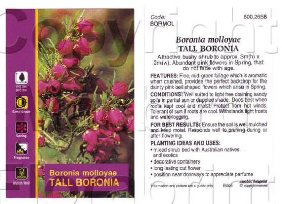 Picture of BORONIA MOLLOYAE TALL                                                                                                                                 