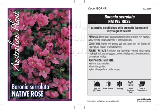 Picture of BORONIA SERRULATA NATIVE ROSE                                                                                                                         