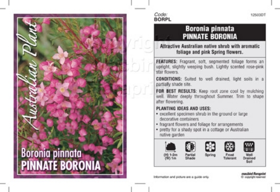 Picture of BORONIA PINNATA PINNATE BORONIA                                                                                                                       