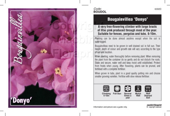 Picture of BOUGAINVILLEA DONYO                                                                                                                                   