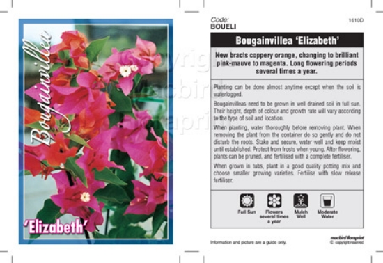 Picture of BOUGAINVILLEA ELIZABETH                                                                                                                               