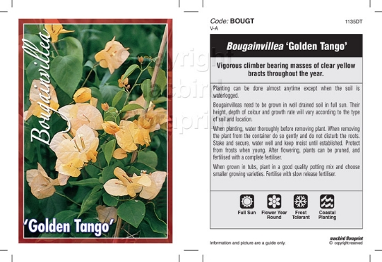 Picture of BOUGAINVILLEA GOLDEN TANGO                                                                                                                            