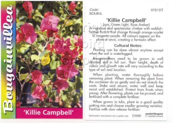 Picture of BOUGAINVILLEA KILLIE CAMPBELL                                                                                                                         