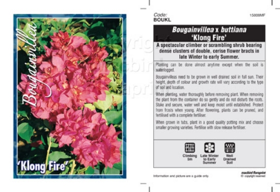 Picture of BOUGAINVILLEA KLONG FIRE                                                                                                                              