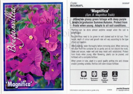 Picture of BOUGAINVILLEA MAGNIFICA SYN MAGNIFICA TRAILII                                                                                                         