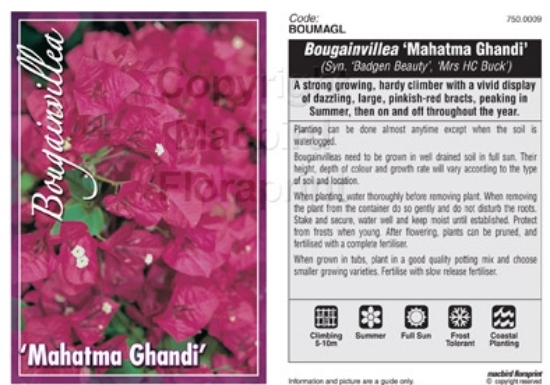 Picture of BOUGAINVILLEA MAHATMA GHANDI                                                                                                                          