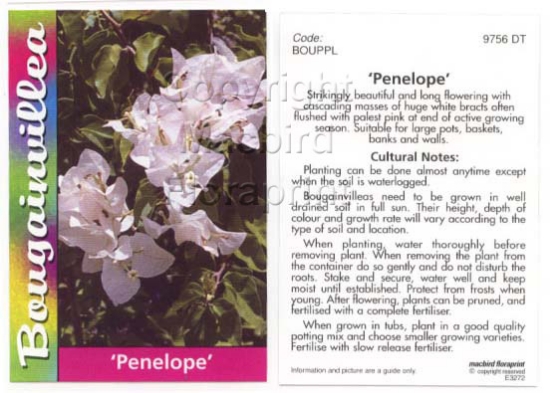 Picture of BOUGAINVILLEA PENELOPE                                                                                                                                