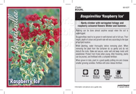 Picture of BOUGAINVILLEA RASPBERRY ICE                                                                                                                           