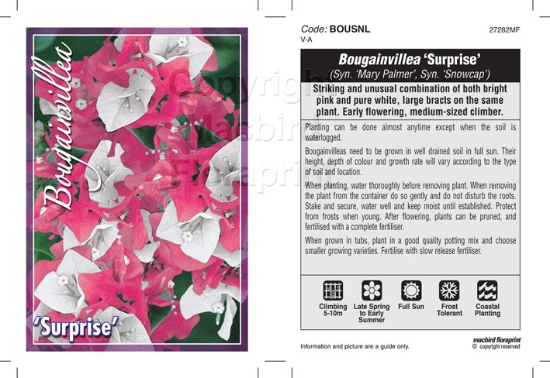 Picture of BOUGAINVILLEA SURPRISE SYN SNOWCAP                                                                                                                    