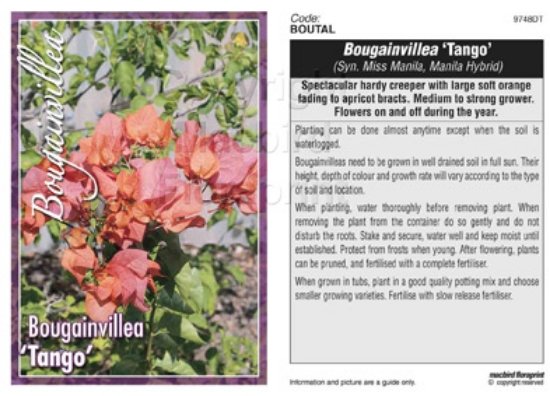 Picture of BOUGAINVILLEA TANGO                                                                                                                                   