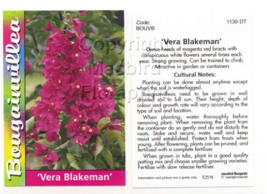 Picture of BOUGAINVILLEA VERA BLAKEMAN                                                                                                                           