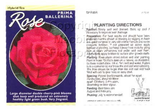 Picture of ROSE PRIMA BALLERINA (HT)                                                                                                                             