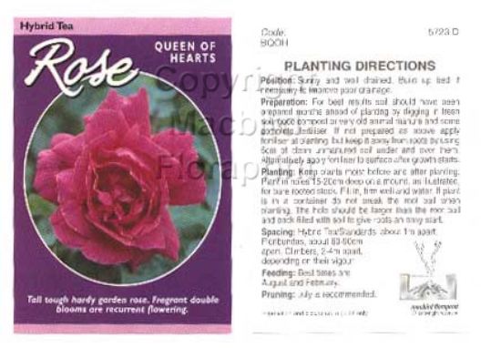 Picture of ROSE QUEEN OF HEARTS (HT)                                                                                                                             