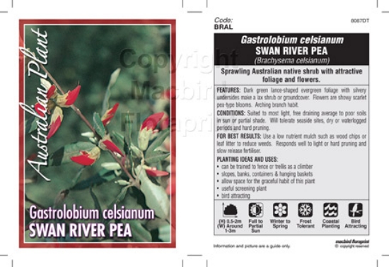 Picture of GASTROLOBIUM CELSIANUM (SYN BRACHYSEMA CELSIANUM)                                                                                                     