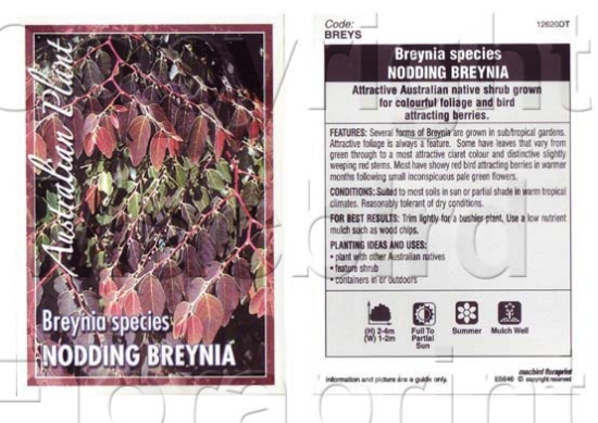 Picture of BREYNIA SP NODDING BREYNIA                                                                                                                            