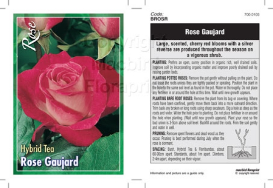 Picture of ROSE ROSA GAUJARD (HT)                                                                                                                                