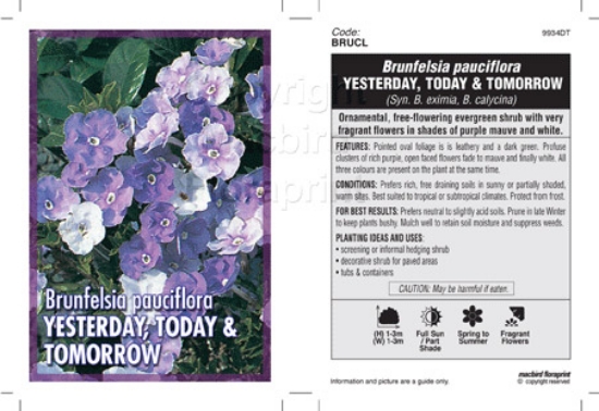Picture of HOUSEPLANT BRUNFELSIA PAUCIFLORA EXIMA                                                                                                                
