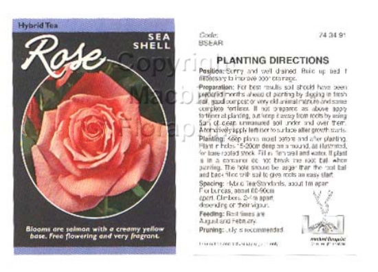 Picture of ROSE SEASHELL (HT)                                                                                                                                    