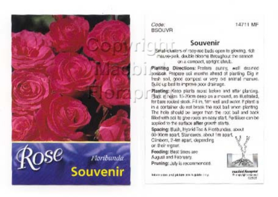 Picture of ROSE SOUVENIR (HT)                                                                                                                                    