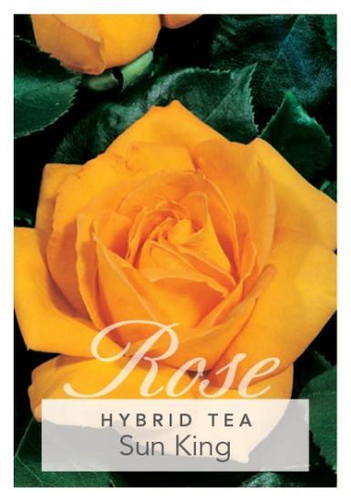 Picture of ROSE SUN KING (HT)                                                                                                                                    