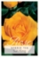 Picture of ROSE SUN KING (HT)                                                                                                                                    