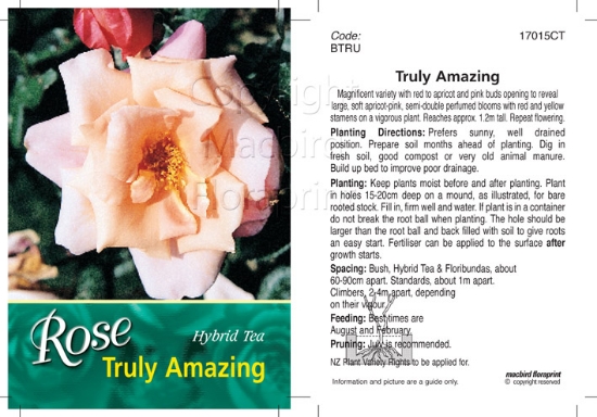 Picture of ROSE TRULY AMAZING (HT)                                                                                                                               