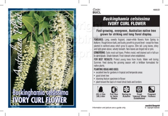 Picture of BUCKINGHAMIA CELSISSIMA IVORY CURL FLOWER                                                                                                             