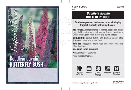 Picture of BUDDLEIA DAVIDII - MIXED PICTURE (UNNAMED VARIETY)                                                                                                    